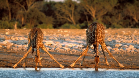 Morning Drink - giraffes, animals, wildlife, africa