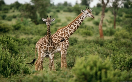 Babies - giraffes, animals, wildlife, africa