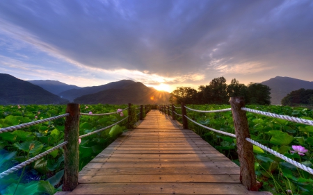 Sunrise - clouds, splendor, landscape, sunshine, sunrise, flowers, sunrays, nature, field, mountains, sun, sky, bridge