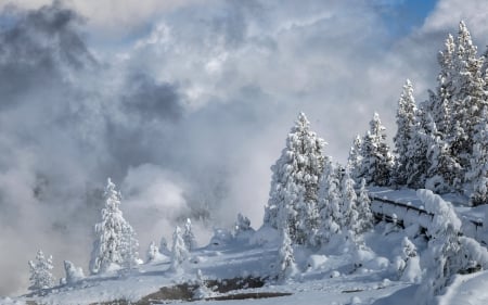 Winter - nature, trees, winter time, snow, winter, splendor, winter splendor, snowy