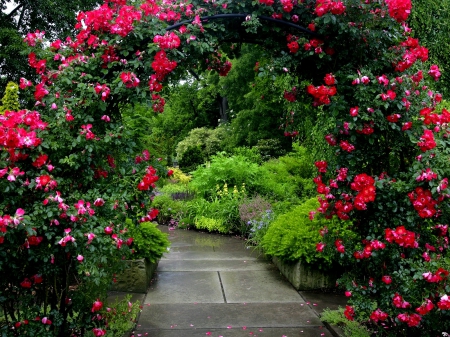 Alley of Roses - nature, of, roses, alley, garden