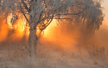 Winter Sun - trees, winter, snowy, splendor, snow, winter sun, sunshine, sunrise, sunrays, winter splendor, sunset, winter time, nature, rays, sun