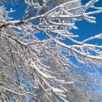 The blue sky and frost