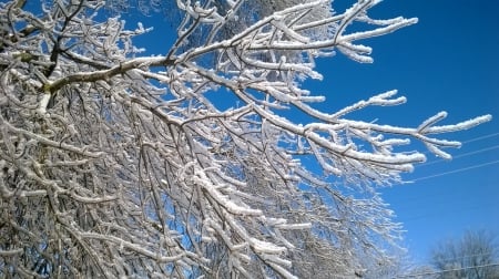 The blue sky and frost - ice, winter, snow, frost, blue sky