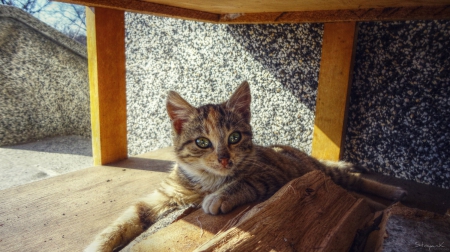 Cat - paws, face, pretty, cute, animals, beauty, beautiful, sweet, cat, sleeping, kitty, cats, kitten, hat, lovely, cat face