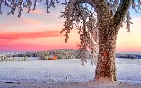 Winter - snowflakes, splendor, snow, photo, sky, sun, trees, winter, beautiful, photography, lovely, tree, wonderful, ice, nature, snowflake, cold