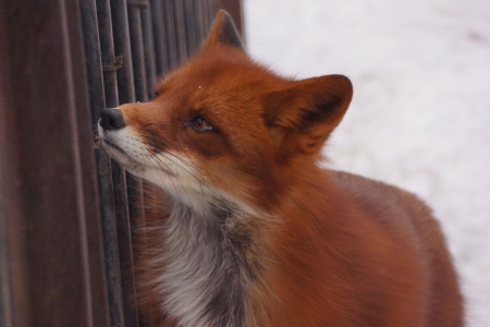 The Fox - animals, dogs, cute, photo, fox