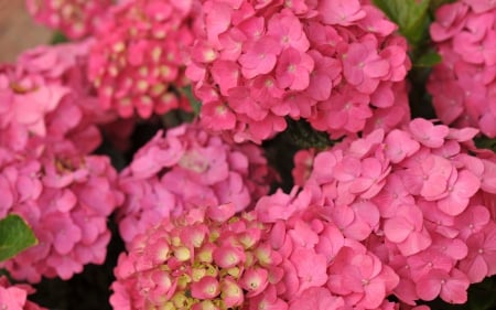 Hydrangea - summer, flower, pink, spring, hydrangea