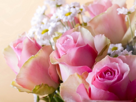 Beautiful rose - roses, flowers, petals, pink