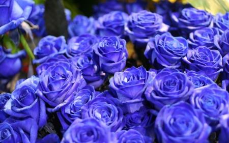 Blue roses - bouquet, flower, rose, blue