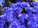 Blue roses