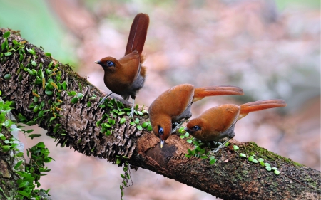 Birds - feather, bird, orange, branch, green