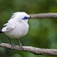 Cute bird