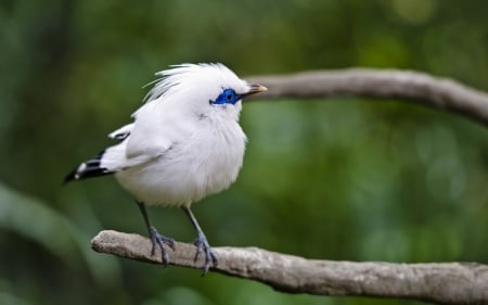 Cute bird - feather, white, bird, cute, branch, blue, green