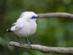 Cute bird