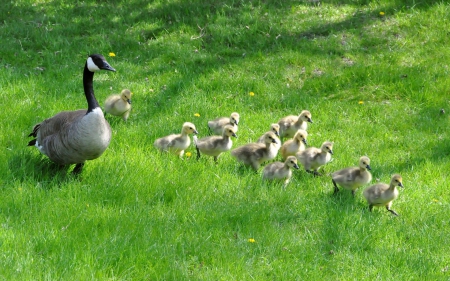 Gooses family - goose, bird, green, cute, grass, mother, baby, family