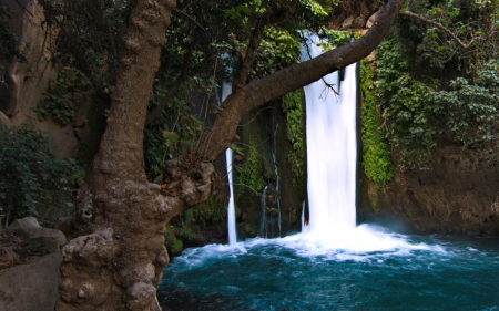 Forest Waterfall - Trees, Forest, Nature, Waterfall