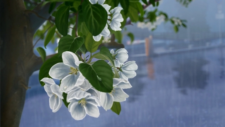 Cherry blooms in the rain - rain, leaf, spring, white, painting, art, cherry bloom, green, flower