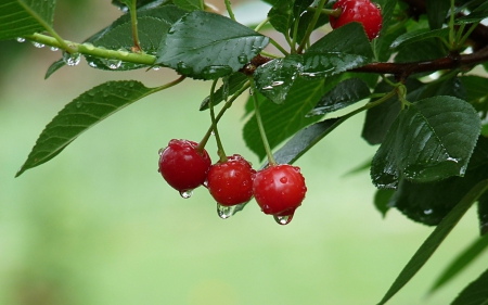 Cherries in the rain - water drops, branch, rain, leaf, cherry, gren, spring, fruit, red