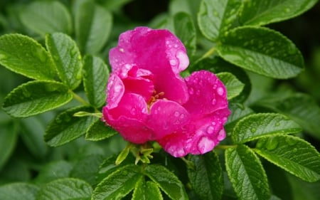 Pink peony - pink, water drops, wet, peony, green, leaf, flower, spring