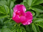 Pink peony