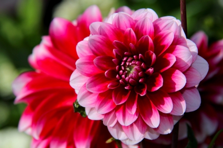 Dahlias - dahlia, pink dahlia, nature, pink dahlias, pink, pink flower, flowers, pink flowers, dahlias, flower