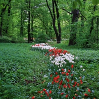 Red & White Tulips in a Botanical Garden Park