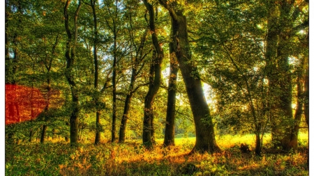 sun rays through a forest hdr - rays, sunshine, weeds, forest, hdr