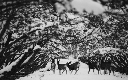 Never go back - abstract, winter, photography, HD, nature, deer, animals, wildlife, wild, wallpaper