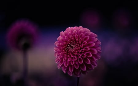 Dahlias - nature, dahlia, pink, flowers, dahlias, flower