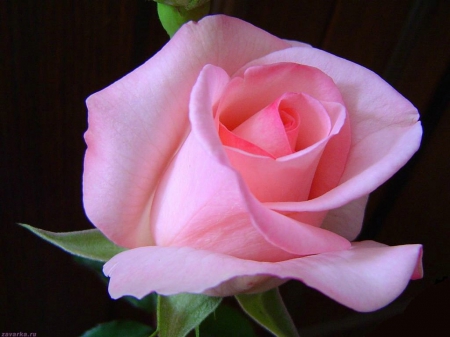 Rose - one, rose, flower, pink