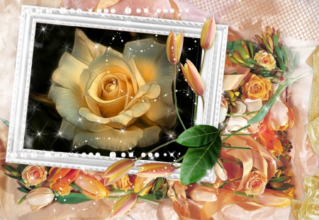 Pink rose in frame - tulips, white frame, stars, rose