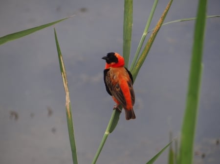 BISHOP - south africa, pilansberg, bishop, bird