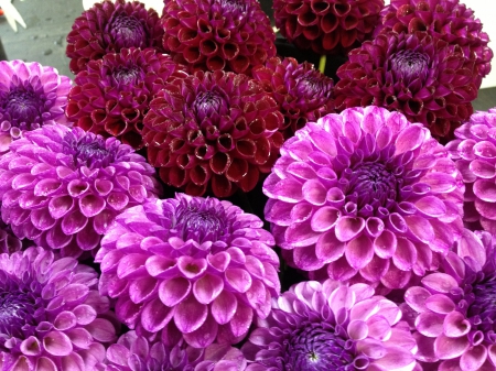 Dahlias - nature, dahlia, pink dahlias, pink, flowers, dahlias, flower, pink dahlia