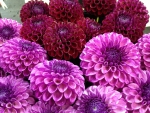 Dahlias