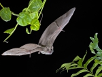 flying fruitbat