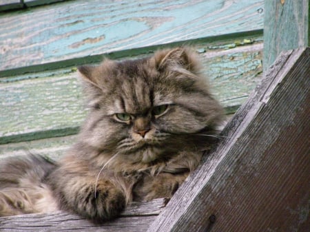 My grey furry unkind beauty - pets, adorable, furry, cats