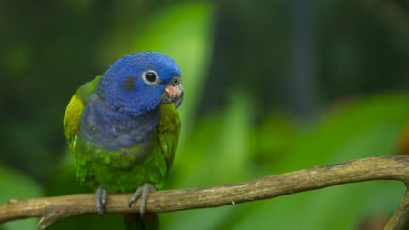 Parrot - forest, animal, bird, parrot, branch