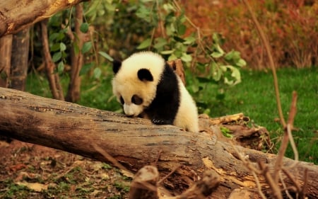 Panda bears - panda, bear, bamboo, tree