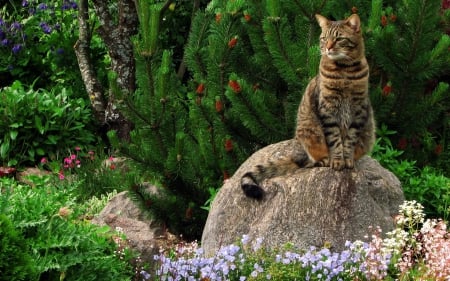 Feline on stone - cat, feline, tiger, stone