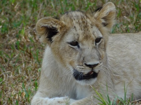 Lion Cub - Lion, South Africa, Predators, Cub