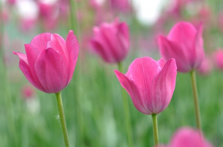 Beautiful Tulips - nature, pink, pink tulips, field, flowers