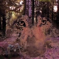 Forest fantasy.