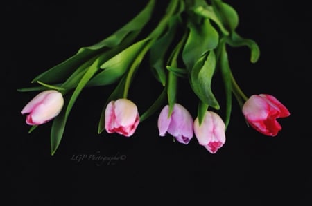 My favorite flowers - flowers, colorful, tulips, nature, beautiful, macro, favorite