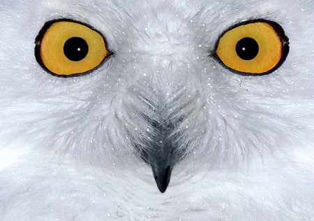 Snowy Owl - snowy, animals, owl, birds, eyes