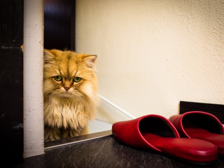 Cute cat - cat, animals, cute, slippers