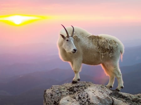 Goat - sky, cute, animals, goat