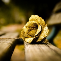 Gold rose