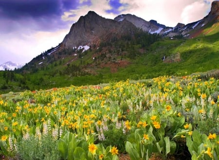 Mountain wildflowers - nice, slope, sky, freshness, landscape, meadow, lovely, peak, rocks, serenity, nature, pretty, clouds, beautiful, wildflowers, cliffs