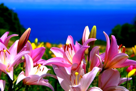 PINK SPRING - nature, sea, spring, pink, lily